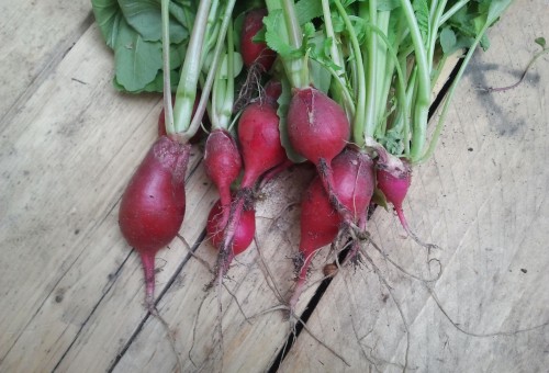 Radieschen